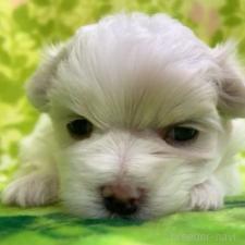 オンライン見学