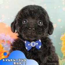 ♀︎トイプードル
