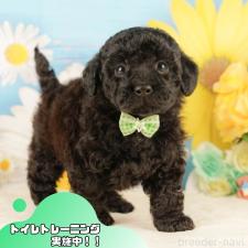 ♀︎トイプードル