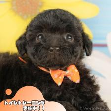 ♀︎トイプードル