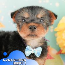 ♀︎ヨークシャーテリア