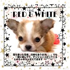 オンライン見学