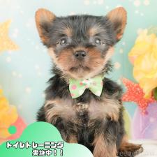 ♀︎ヨークシャーテリア