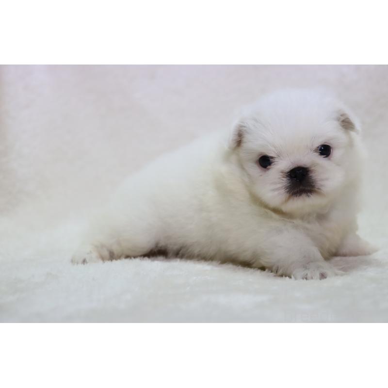 販売中の滋賀県のペキニーズ-454020の3枚目