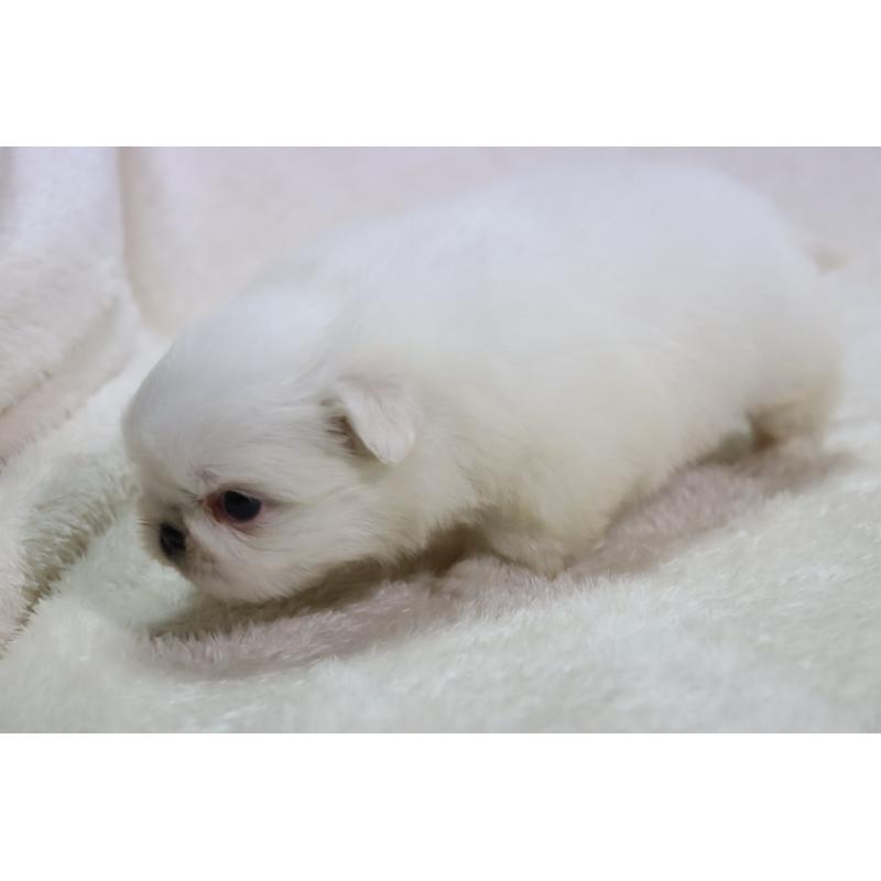 販売中の滋賀県のペキニーズ-454020の2枚目