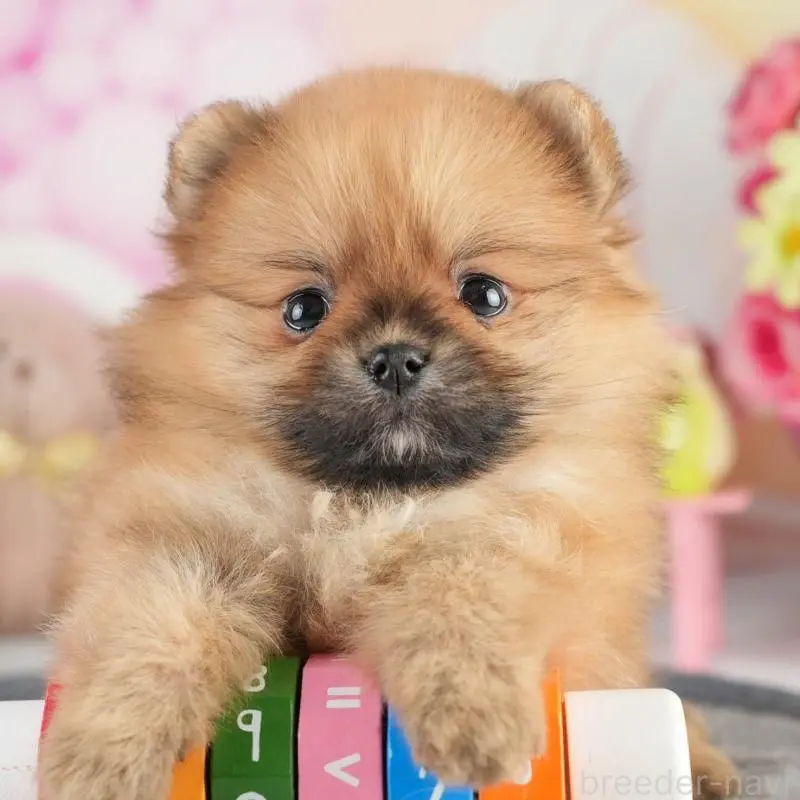 販売中の茨城県のポメラニアン-454026の8枚目