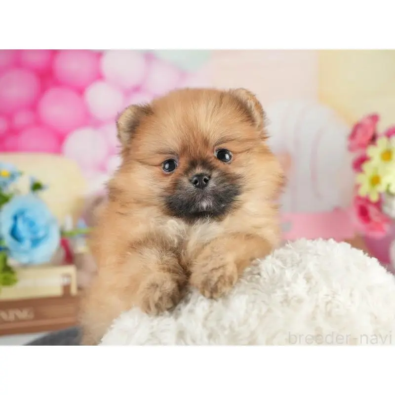 販売中の茨城県のポメラニアン-454026の7枚目