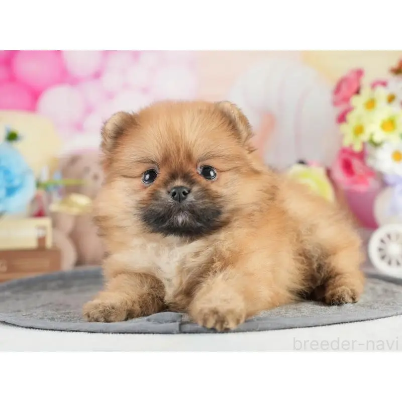 販売中の茨城県のポメラニアン-454026の6枚目