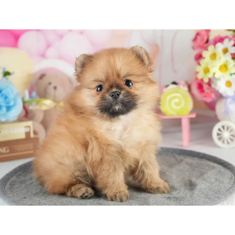 販売中の茨城県のポメラニアン-454026の5枚目