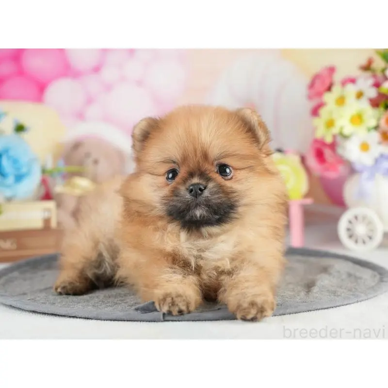 販売中の茨城県のポメラニアン-454026の4枚目