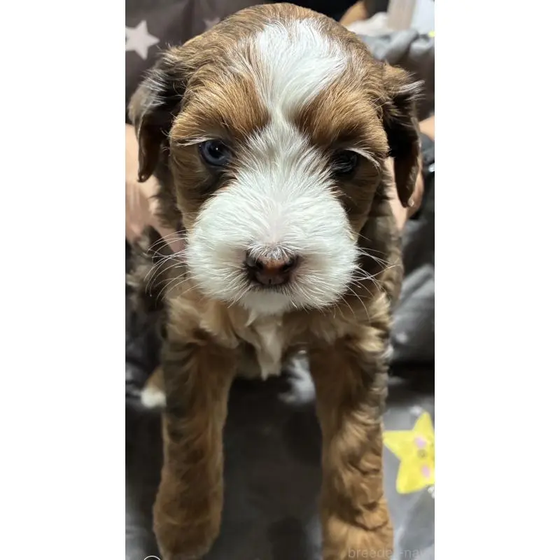 成約済の熊本県のバーニードゥードル:バーニーズ×スタンダードプードル-454035の6枚目