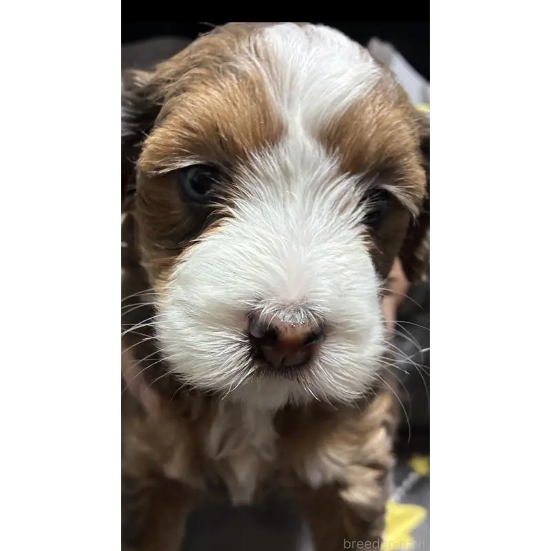 成約済の熊本県のバーニードゥードル:バーニーズ×スタンダードプードル-454035の4枚目