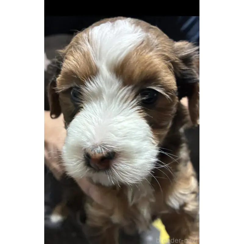 成約済の熊本県のバーニードゥードル:バーニーズ×スタンダードプードル-454035の5枚目