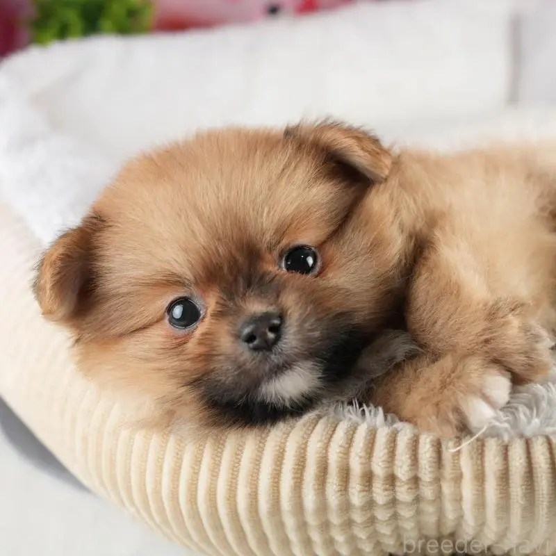 販売中の茨城県のポメラニアン-454029の8枚目