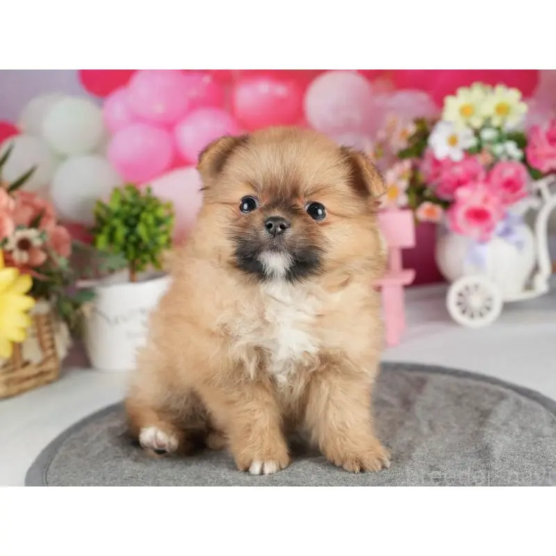 販売中の茨城県のポメラニアン-454029の7枚目