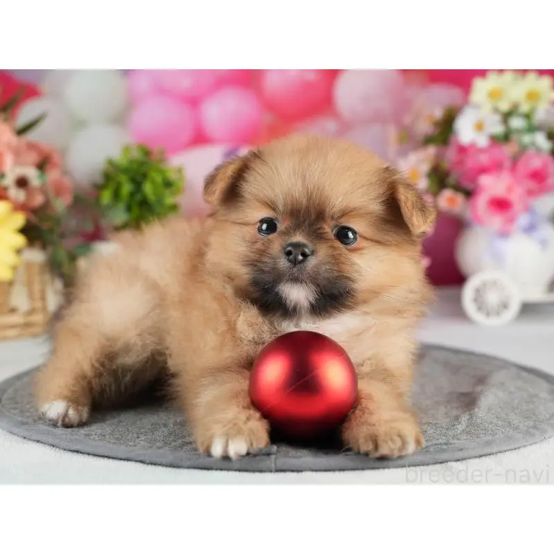 販売中の茨城県のポメラニアン-454029の6枚目