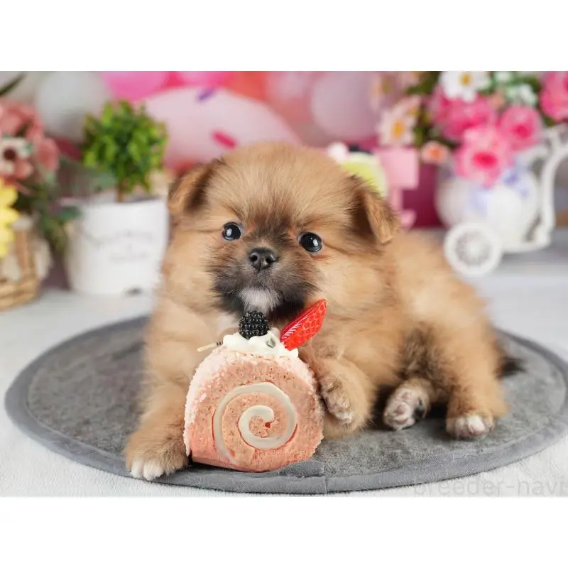 販売中の茨城県のポメラニアン-454029の5枚目