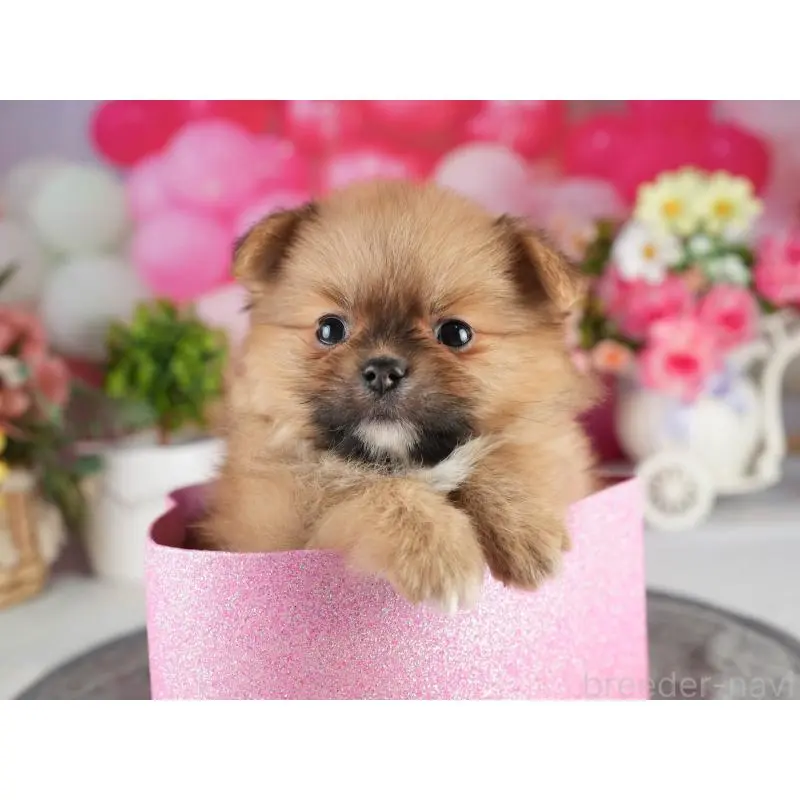 販売中の茨城県のポメラニアン-454029の4枚目