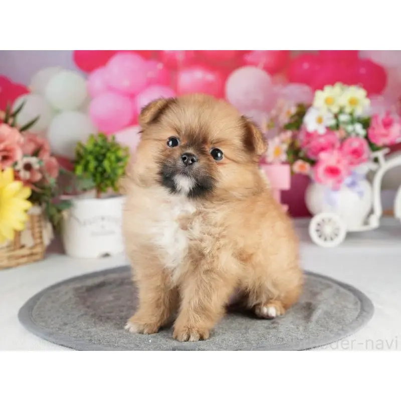 販売中の茨城県のポメラニアン-454029の3枚目