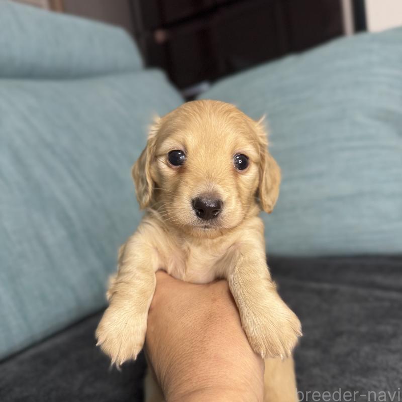 販売中の岡山県のミニチュアダックスフンド(ロングヘアード)-454036の15枚目