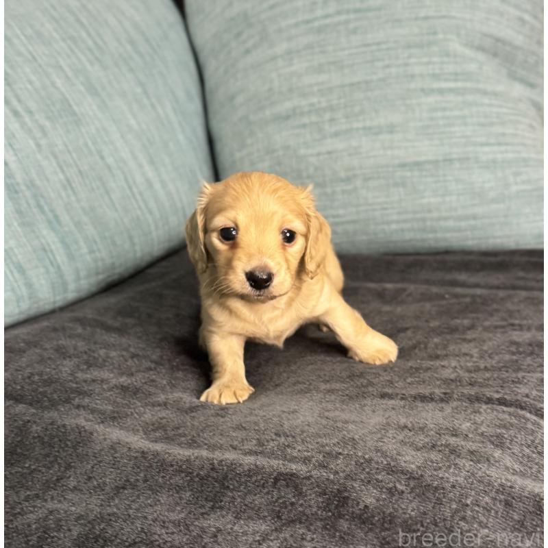 販売中の岡山県のミニチュアダックスフンド(ロングヘアード)-454036の14枚目