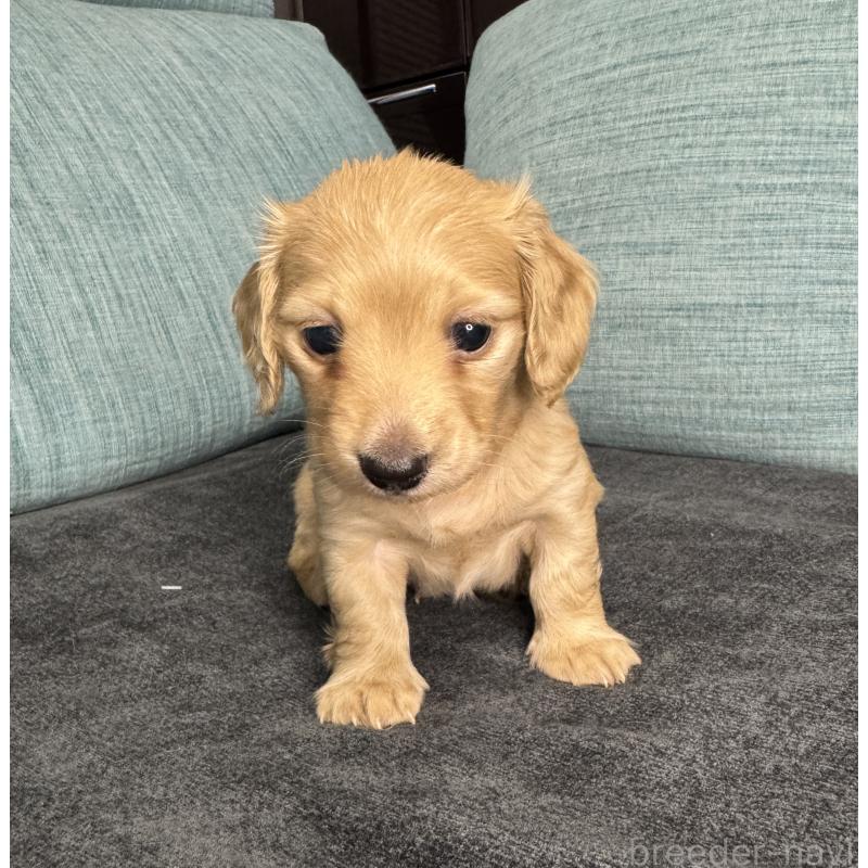 販売中の岡山県のミニチュアダックスフンド(ロングヘアード)-454036の13枚目