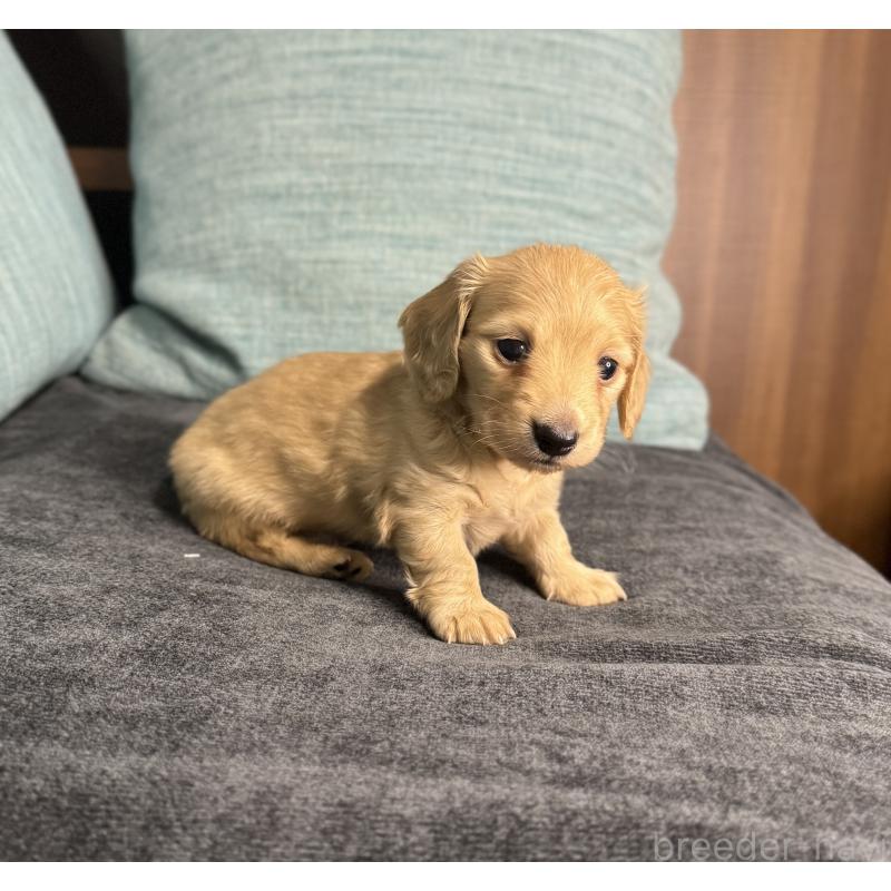 販売中の岡山県のミニチュアダックスフンド(ロングヘアード)-454036の12枚目