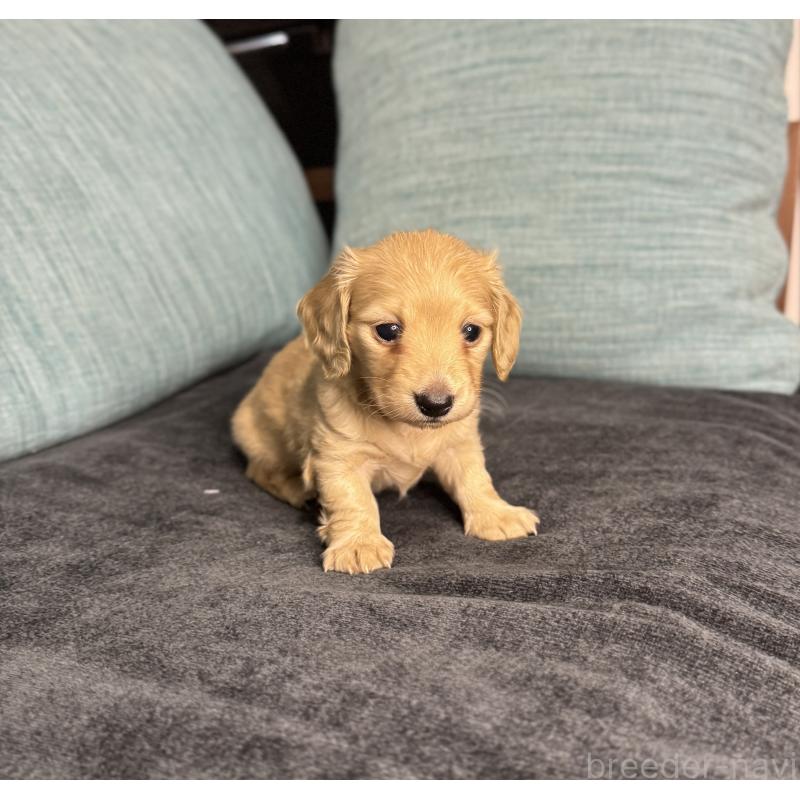 販売中の岡山県のミニチュアダックスフンド(ロングヘアード)-454036の11枚目