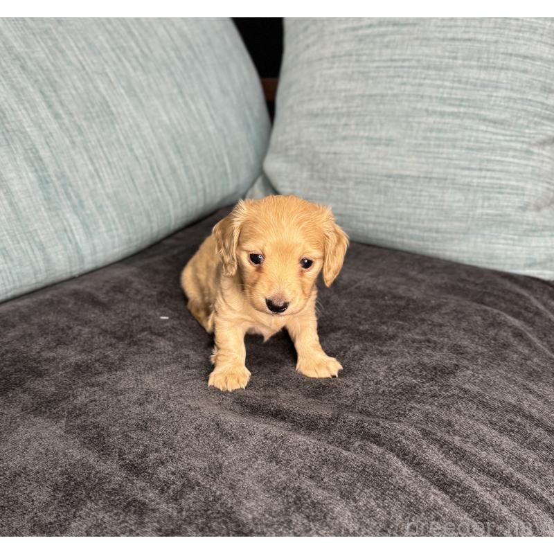 販売中の岡山県のミニチュアダックスフンド(ロングヘアード)-454036の10枚目