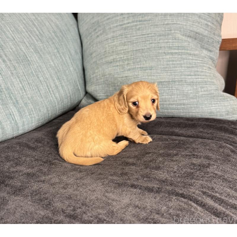 販売中の岡山県のミニチュアダックスフンド(ロングヘアード)-454036の9枚目