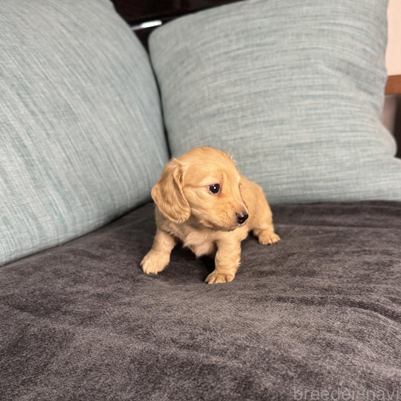 販売中の岡山県のミニチュアダックスフンド(ロングヘアード)-454036の8枚目