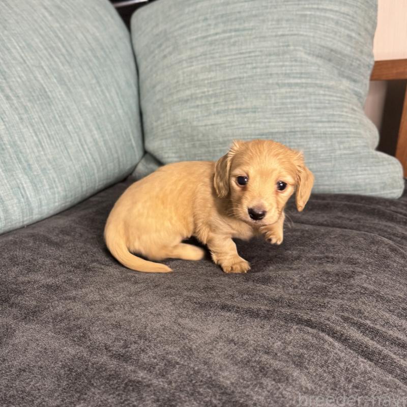 販売中の岡山県のミニチュアダックスフンド(ロングヘアード)-454036の7枚目