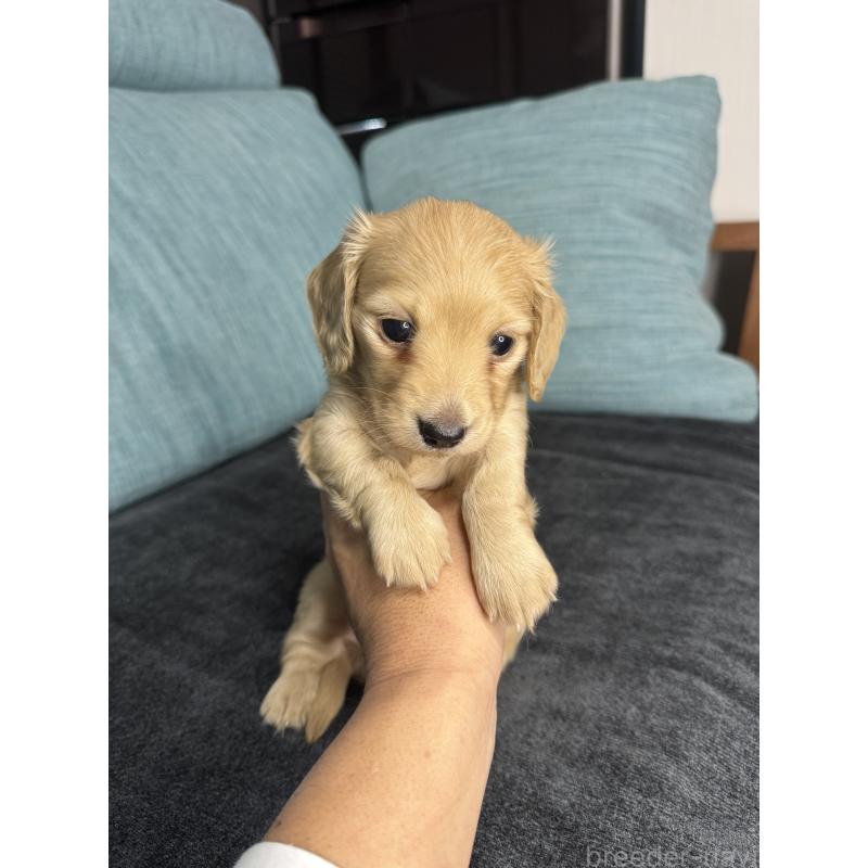 販売中の岡山県のミニチュアダックスフンド(ロングヘアード)-454036の6枚目