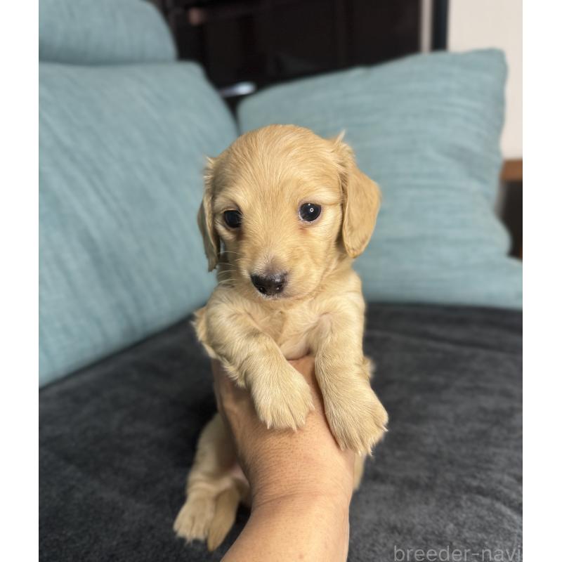 販売中の岡山県のミニチュアダックスフンド(ロングヘアード)-454036の5枚目