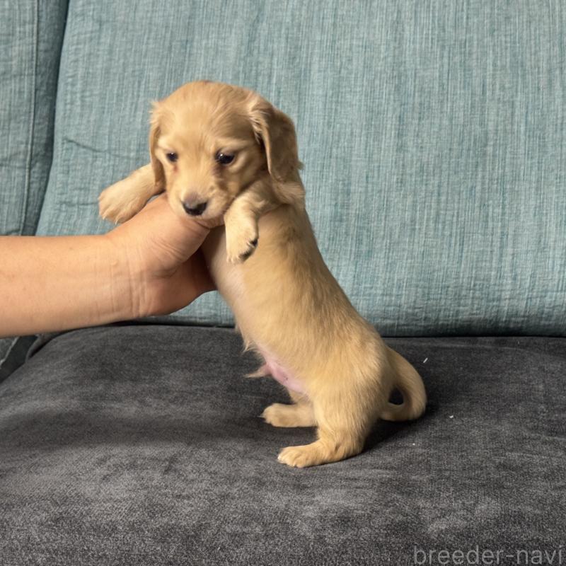 販売中の岡山県のミニチュアダックスフンド(ロングヘアード)-454036の4枚目