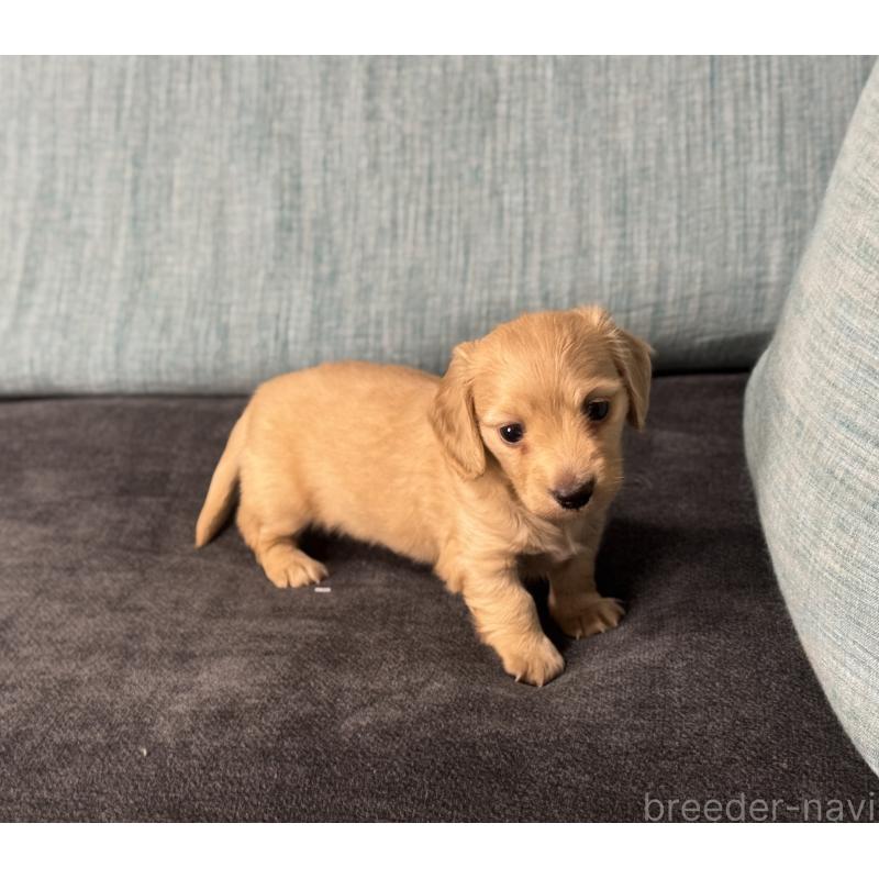 販売中の岡山県のミニチュアダックスフンド(ロングヘアード)-454036の2枚目