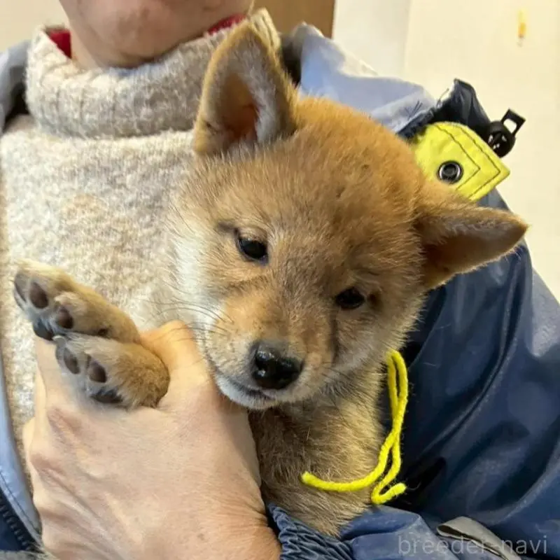 販売中の静岡県の豆柴-454043の10枚目