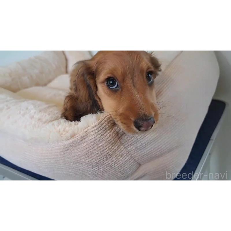 販売中の茨城県のミニチュアダックスフンド(ロングヘアード)-453986の2枚目
