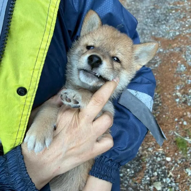 販売中の静岡県の豆柴-454043の9枚目