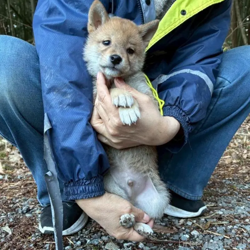 販売中の静岡県の豆柴-454043の7枚目