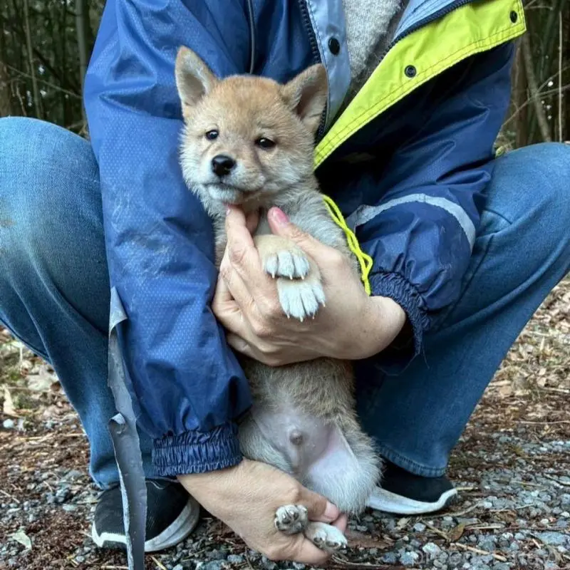 販売中の静岡県の豆柴-454043の6枚目