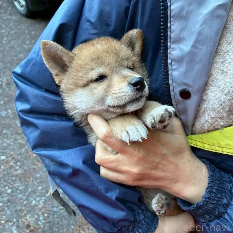 販売中の静岡県の豆柴-454043の5枚目
