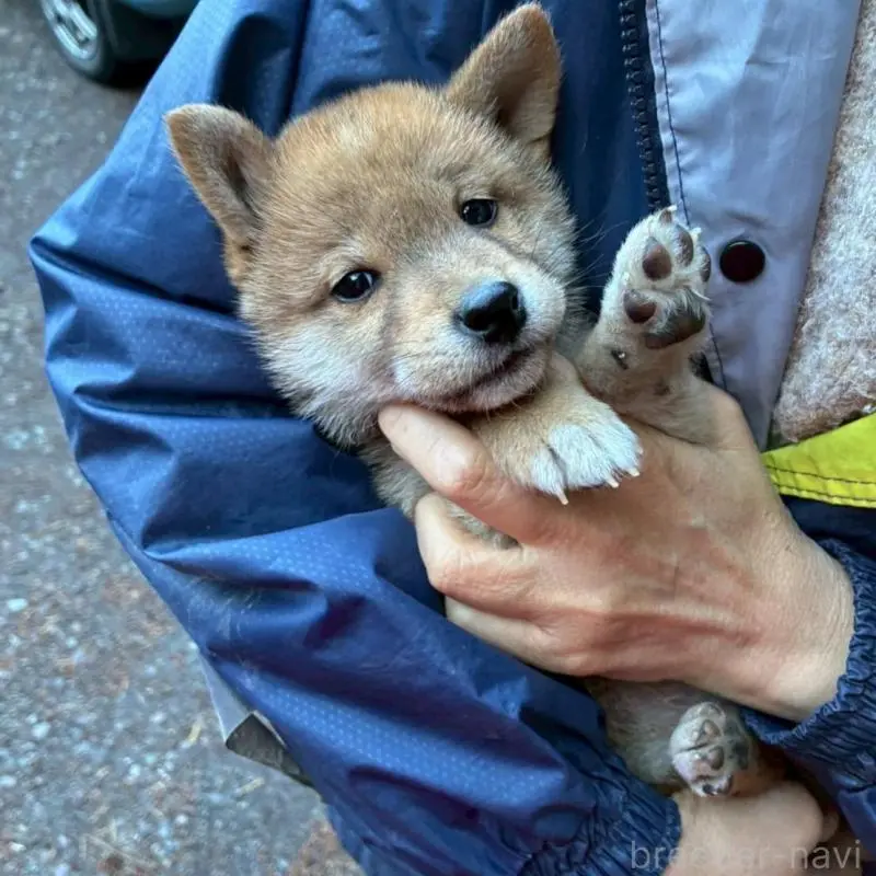 販売中の静岡県の豆柴-454043の4枚目