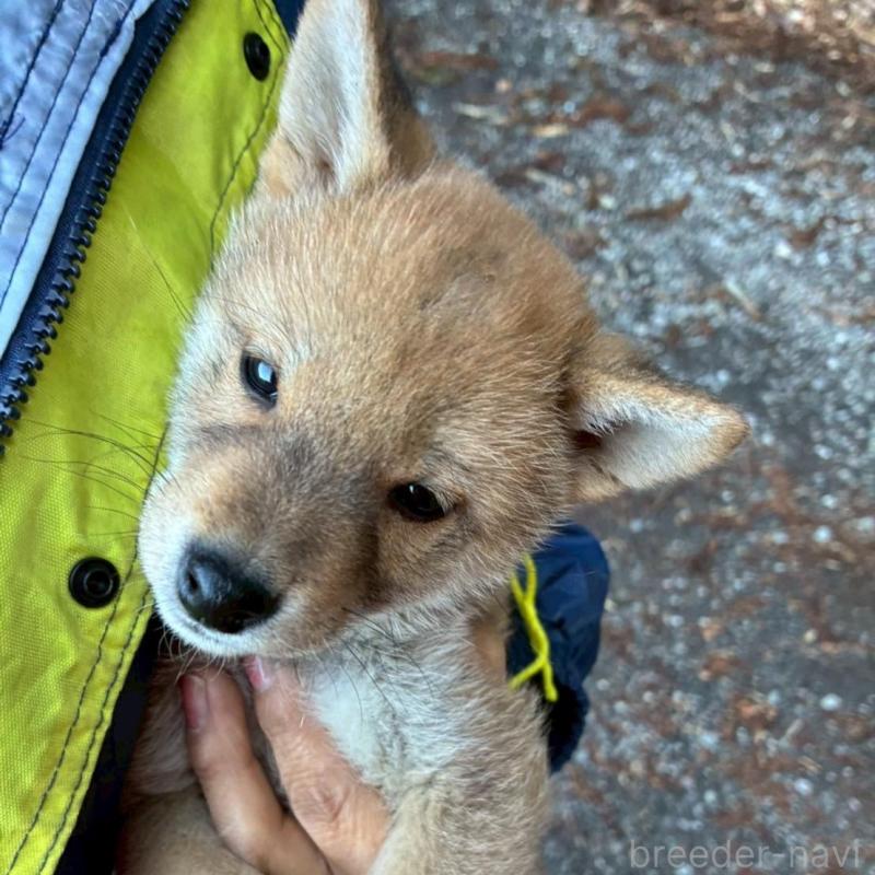 販売中の静岡県の豆柴-454043