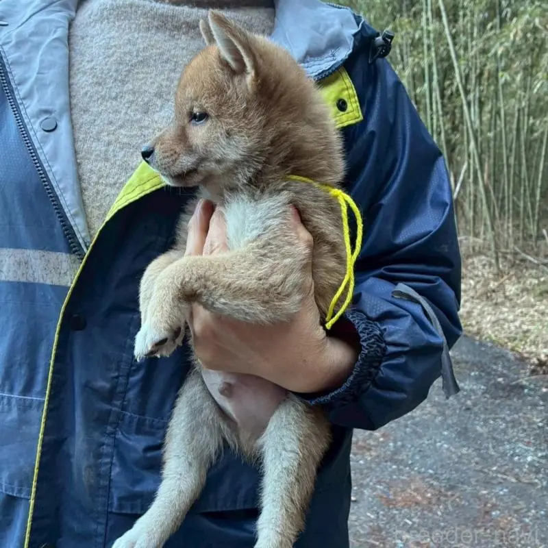 販売中の静岡県の豆柴-454043の3枚目
