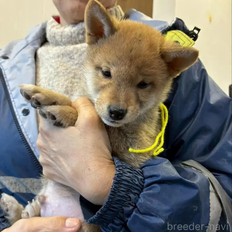 販売中の静岡県の豆柴-454043の2枚目