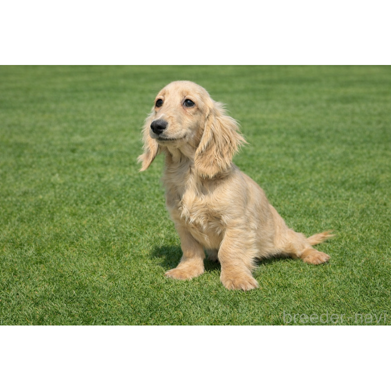 販売中の千葉県のミニチュアダックスフンド(ロングヘアード)-444369の4枚目