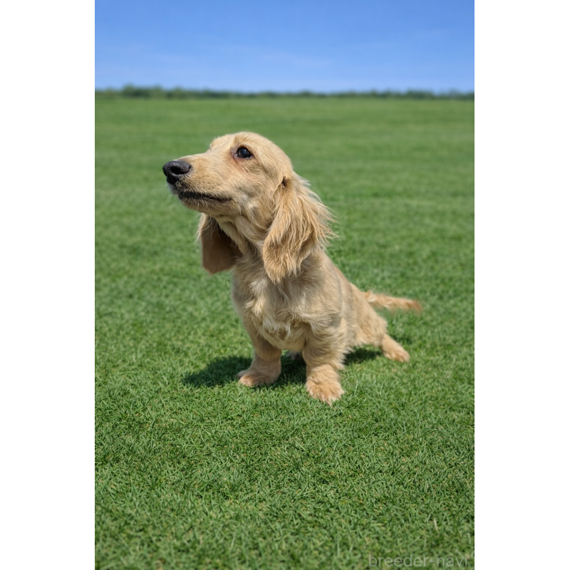 販売中の千葉県のミニチュアダックスフンド(ロングヘアード)-444369の2枚目