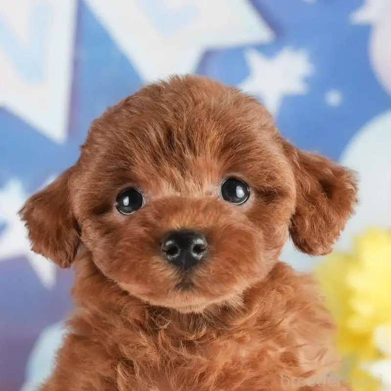 販売中の茨城県のトイプードル-454048の8枚目