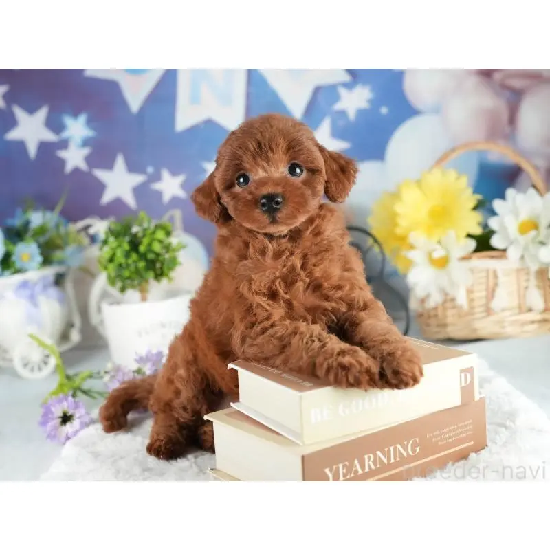 販売中の茨城県のトイプードル-454048の7枚目